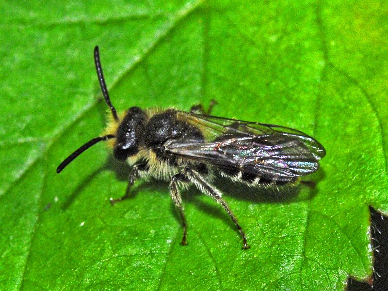 Un imenottero dalla grosse antenne:  Andrena sp.
